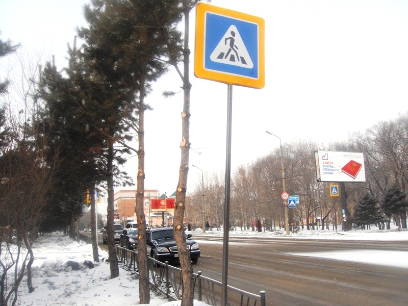 Произведена подрезка веток елей и сосен на расстоянии до двух метров от земли для улучшени