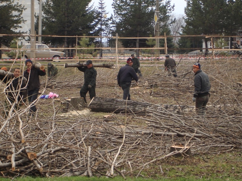 Была рощица