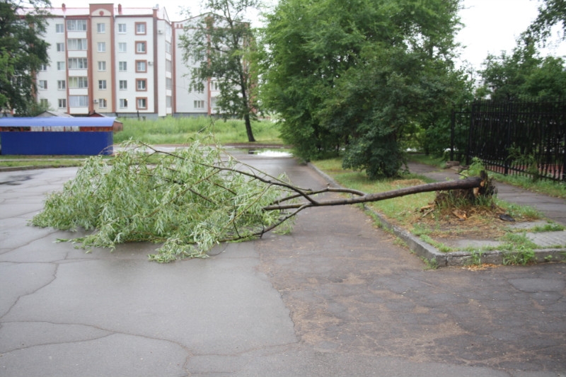 Ветер повалил дерево