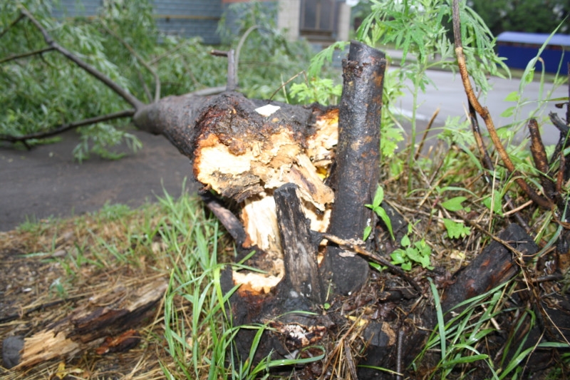 Ветер повалил дерево