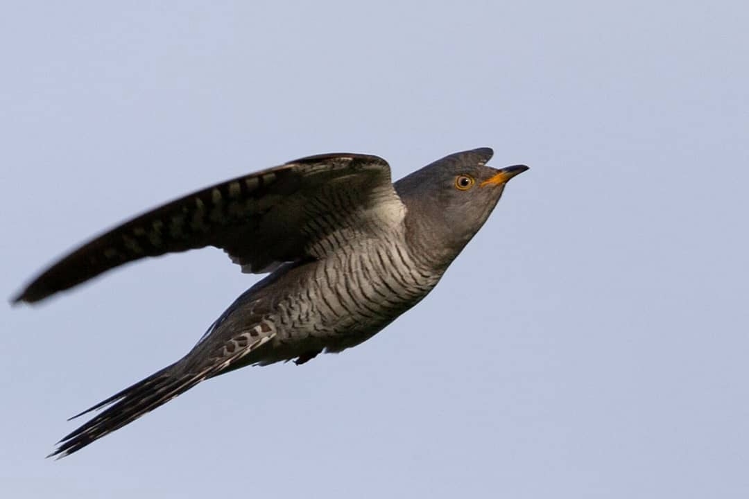 Кукушка обыкновенная Павел Петрушин