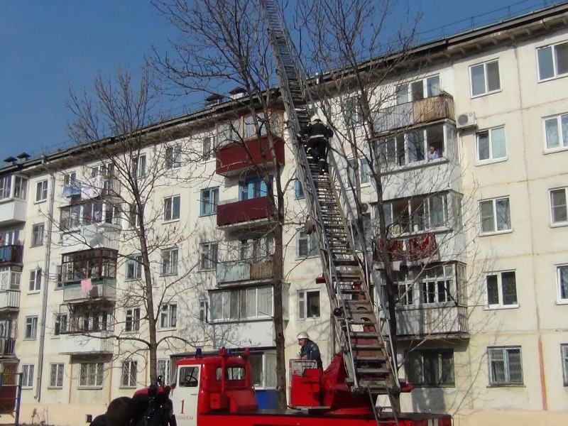 Кошку-верхолазку спасли пожарные в Биробиджане