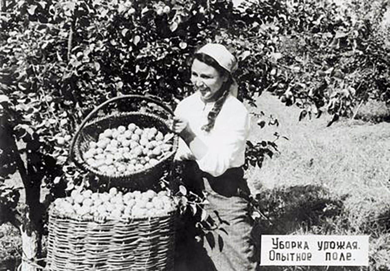 пос. Бира. Уборка урожая Наследие ЕАО