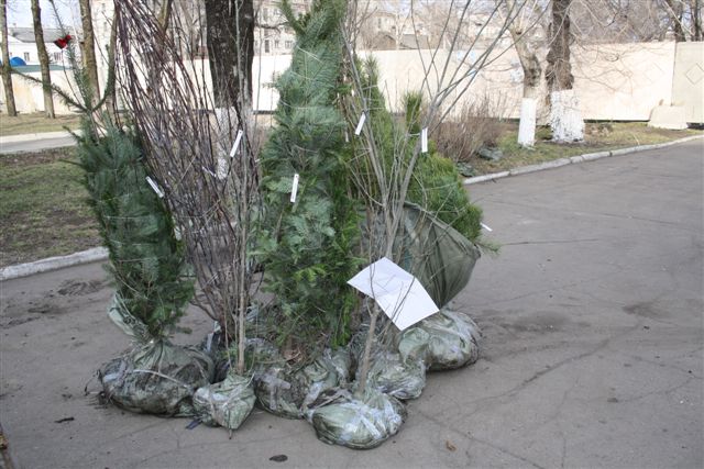 Дальнюю дорогу деревья и кустарники перенесли хорошо