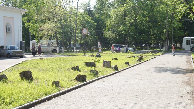 Около 30-ти деревьев вновь спилили в центре Биробиджана, Фото с места события собственное