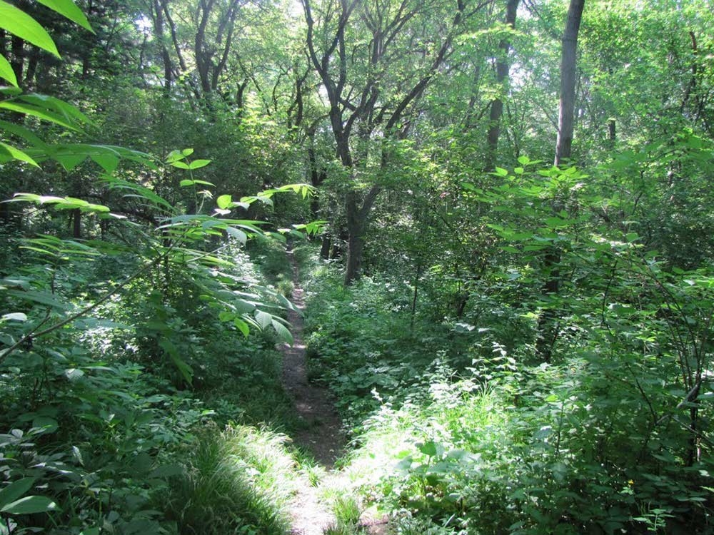 Дендрологический парк в ЕАО Сайт  &quotЗаповедная Россия&quot