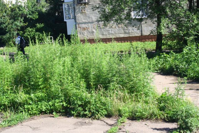 Поросшая травой территория, Фото с места события собственное
