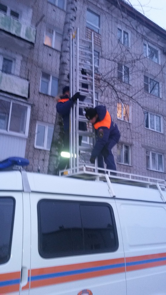 Неравнодушные биробиджанцы спасали кота-высотника всем миром - народный корреспондент, Фото с места события из других источников