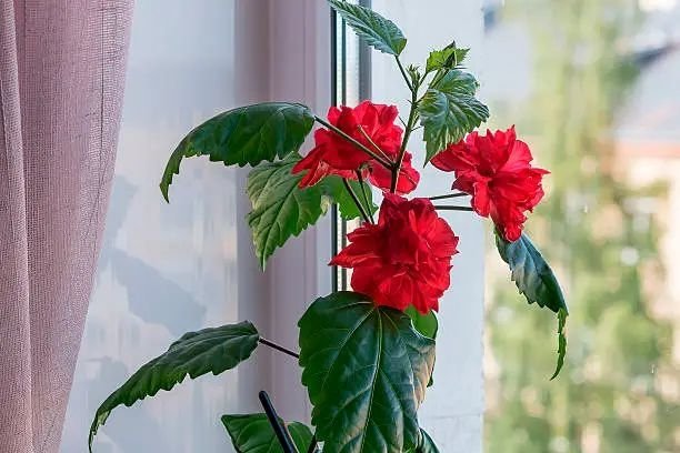 Тематическое фото Pxhere.com