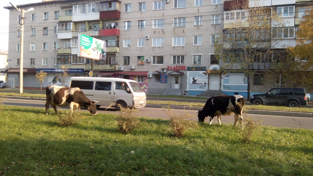 Коровы пасутся на газоне на ул. Пионерской Биробиджана, Фото с места события из других источников