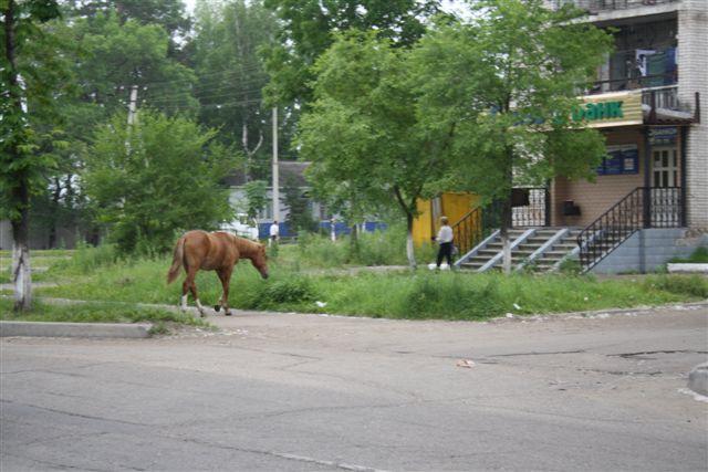 Лошади пасутся прямо в центре города, Фото с места события собственное