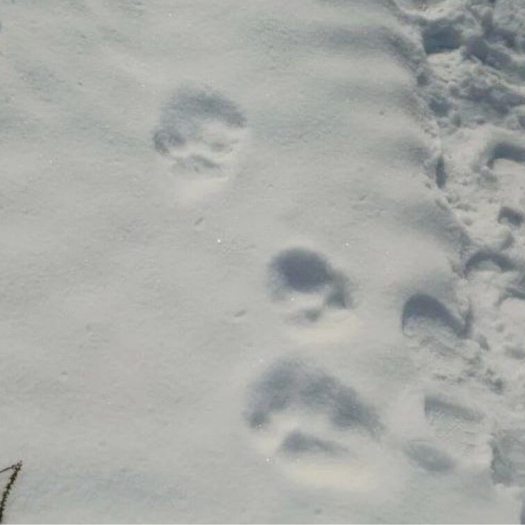 департамент по охране и использованию объектов животного мира