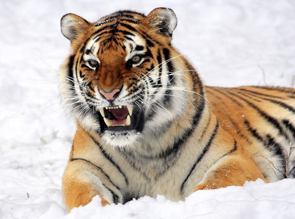 Тематическое фото pxhere.com