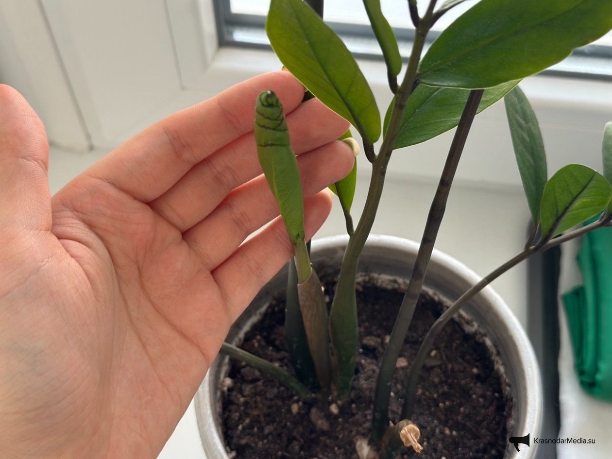 Тематическое фото ИА KrasnodarMedia