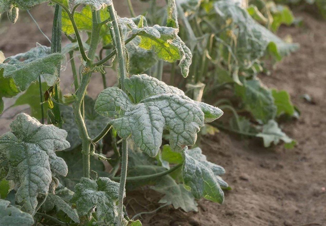 Тематическое фото Создано при помощи ИИ.