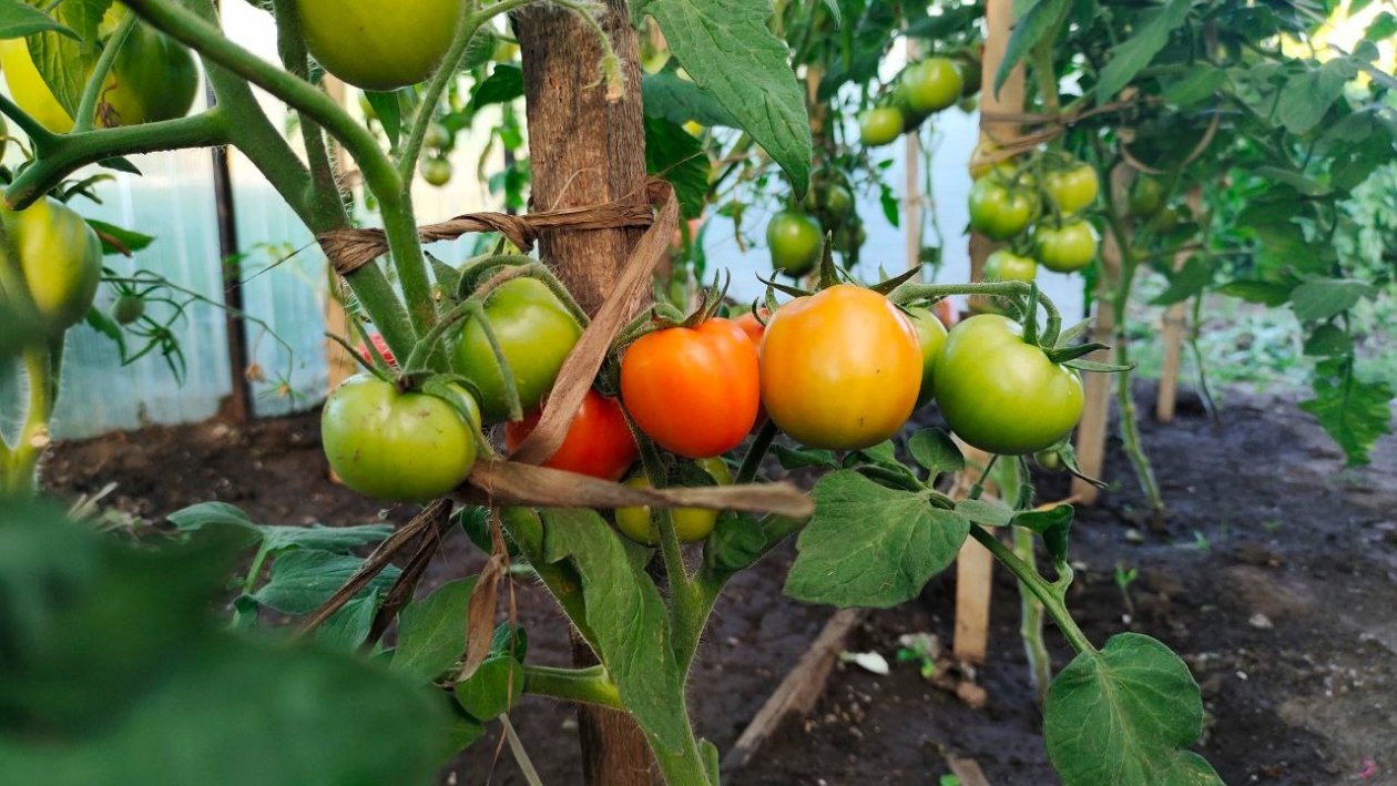 Тематическое фото Автора