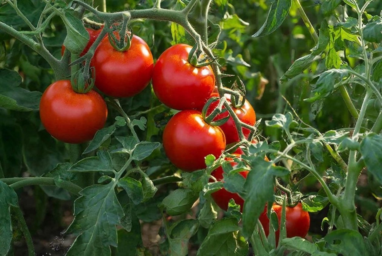 Тематическое фото Создано при помощи ИИ.