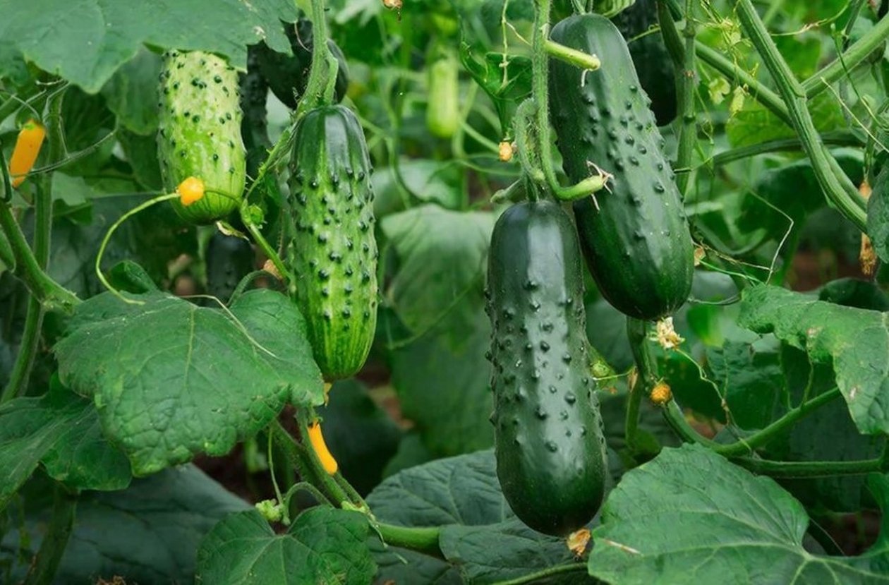 Тематическое фото Создано при помощи ИИ.