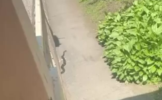Скриншот видео Телеграм-канал &quotННовый Владивосток&quot (18+)