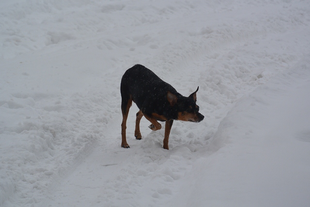 Холод, конечно, не собачий, но четвероногим все равно зябко, Фото с места события собственное