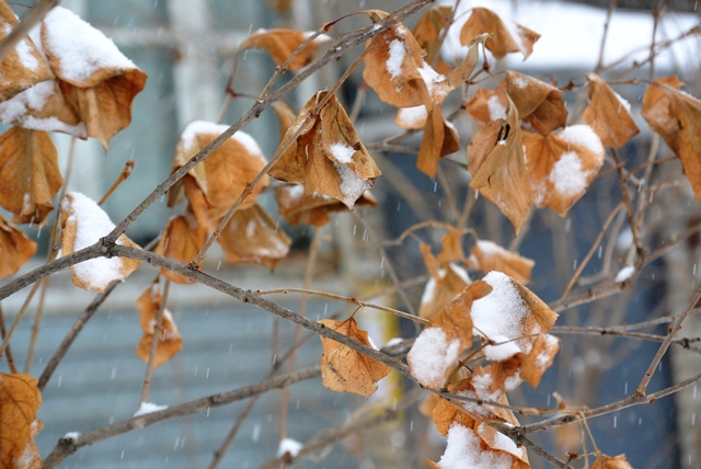 Снегопад в Биробиджане, Фото с места события собственное