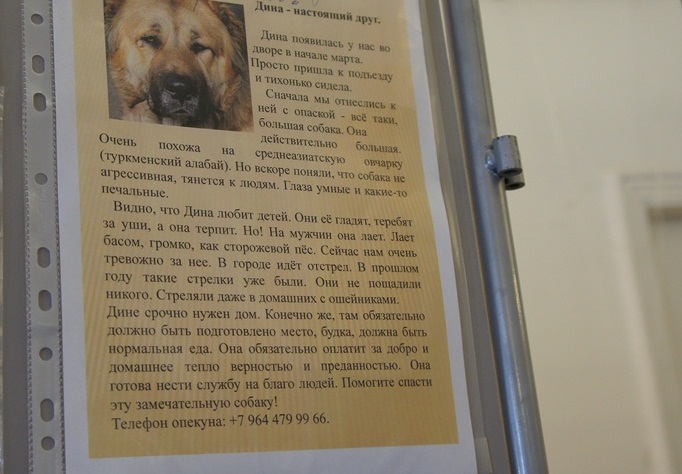 Дина, Фото с места события собственное