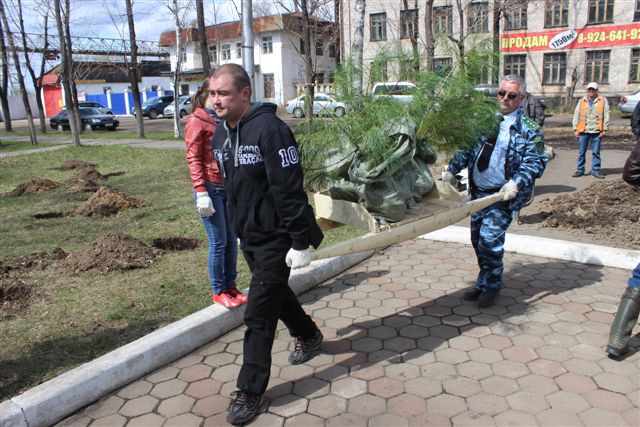 В сквере имени Героя Советского Союза вырос Лес Победы, Фото с места события собственное