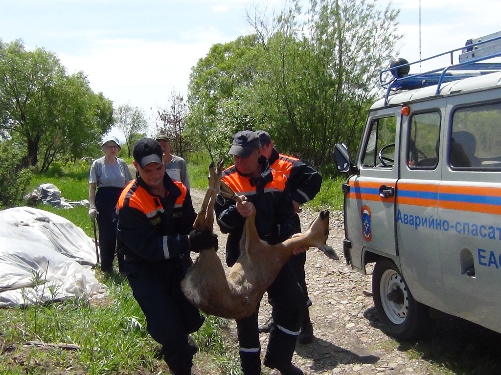 Животное погрузили в машину