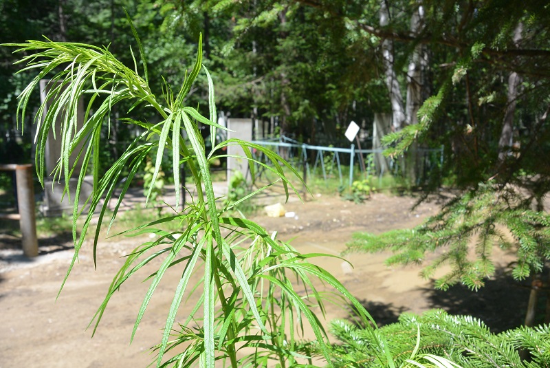 Могилы на дорогах биробиджанского кладбища достались муниципалитету в "наследство"