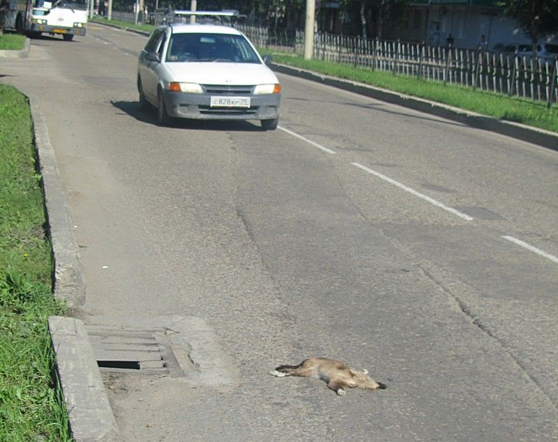 Падаль на улицах города смутила жителя Биробиджана