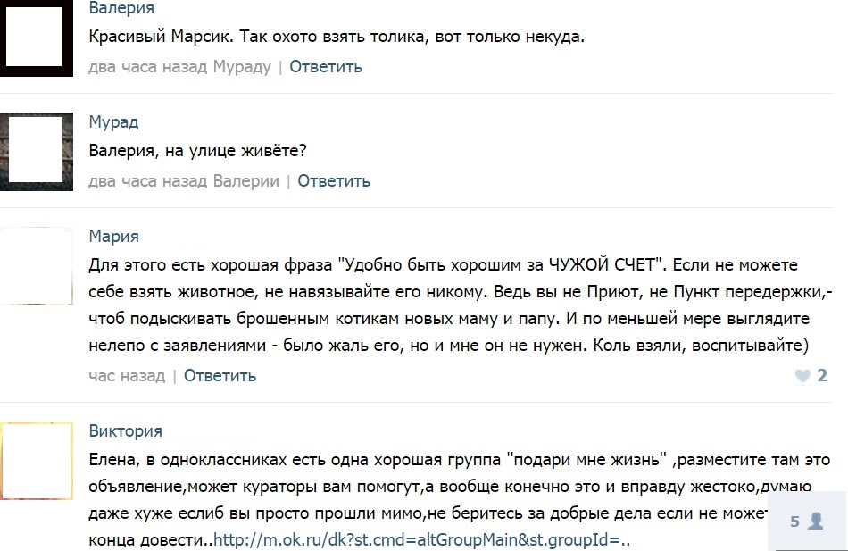 Биробиджанка пообещала в соцсети выкинуть взятого с улицы котенка