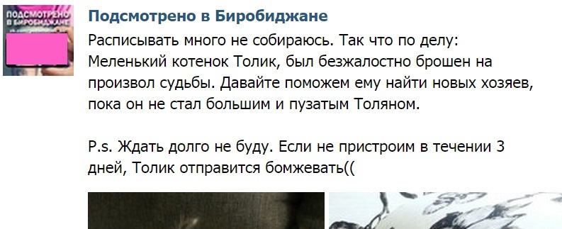 Биробиджанка пообещала в соцсети выкинуть взятого с улицы котенка