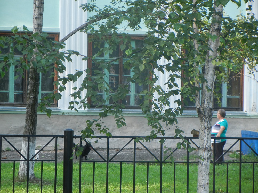 "Дрессировать" владельцев собак в мэрии советуют при помощи полиции