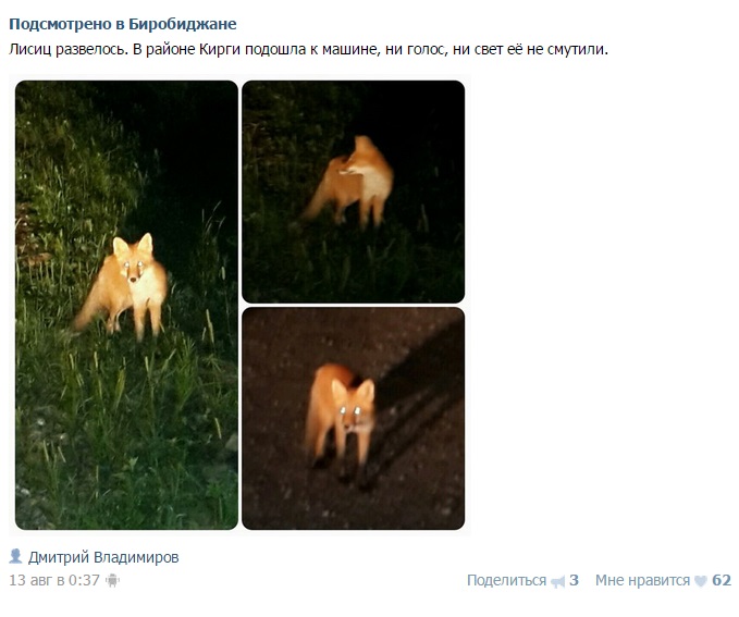 Привет от рыжей плутовки
