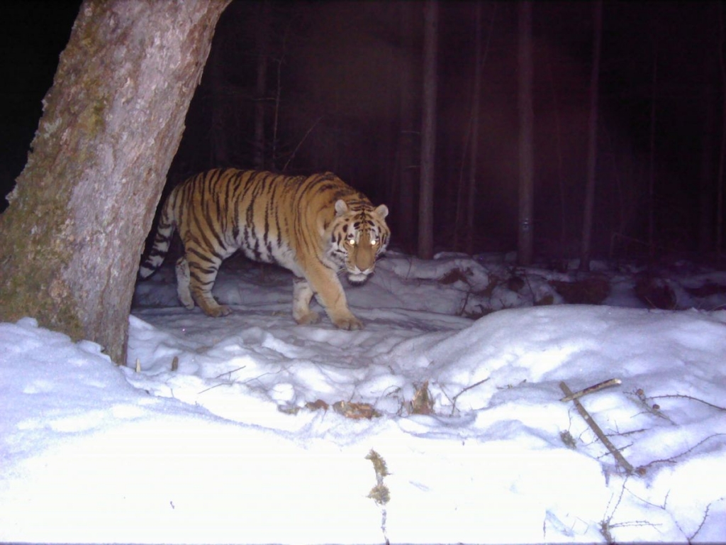 Животный мир Бастака