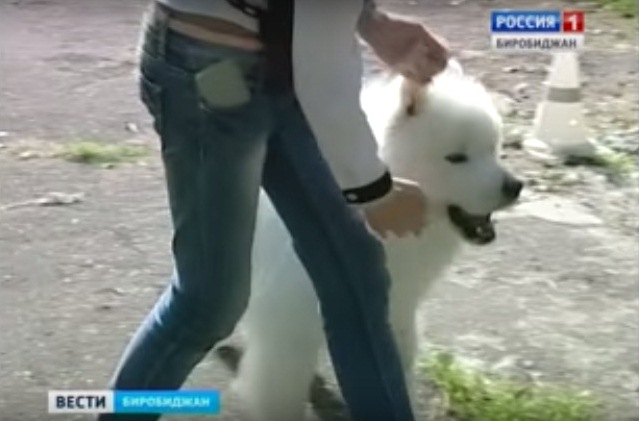 Самоедская лайка по кличке Ниерд