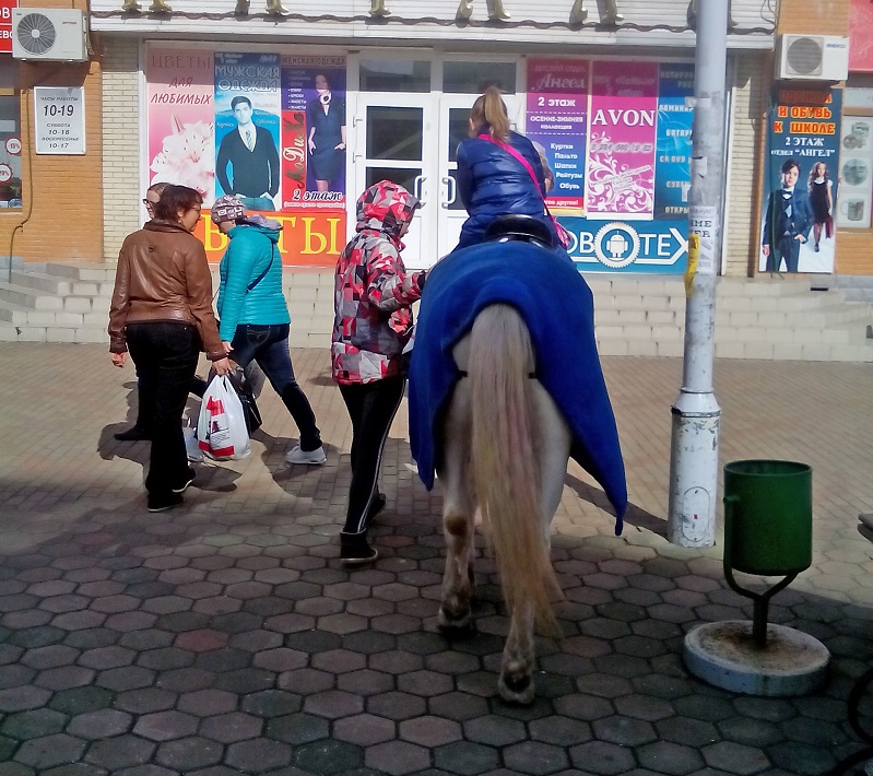 Лошади в центре Биробиджана
