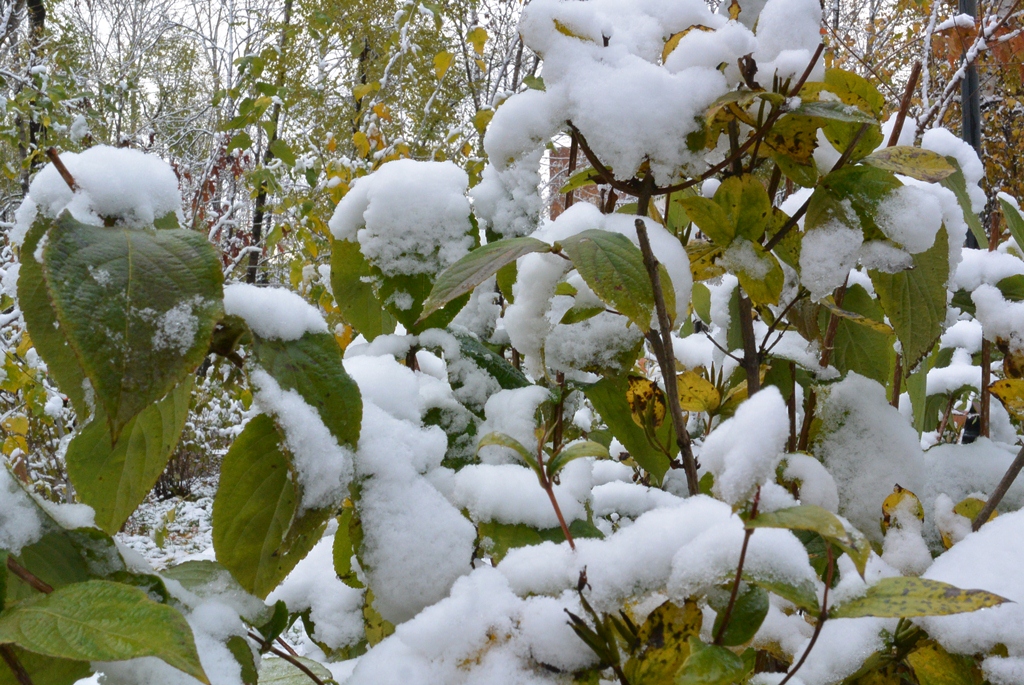Снег пришел ненадолго 