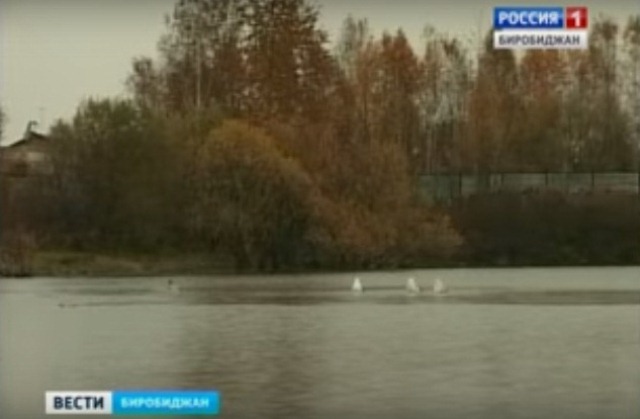 Транзитную остановку сделали лебеди на одном из водоемов Биробиджана