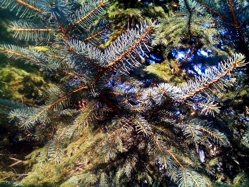 "Биробиджанер Штерн" пролистала страницы "новогодней" истории областного центра