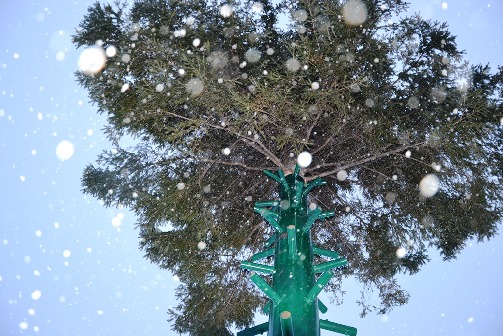 В этом году елку снова установили на площади им. Ленина