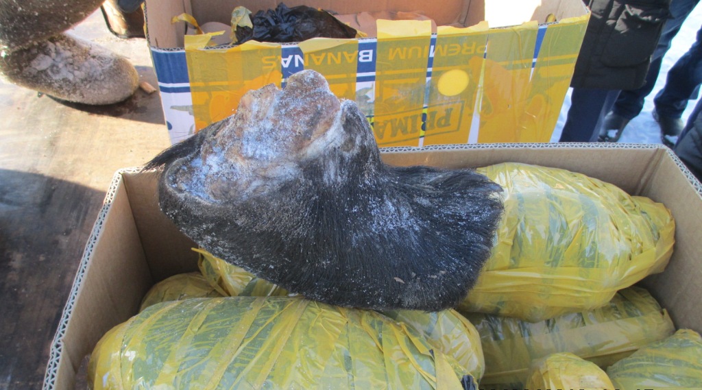 Почти 150 лап медведей и 400 кг нефрита пыталась вывезти в КНР через ЕАО иностранная фирма