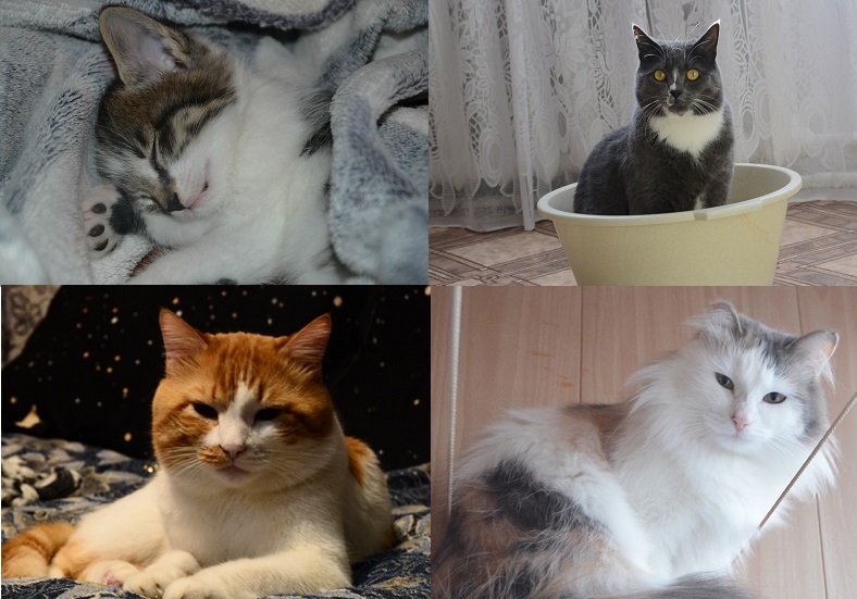 Малая часть зверинца ИА ЕАОMedia