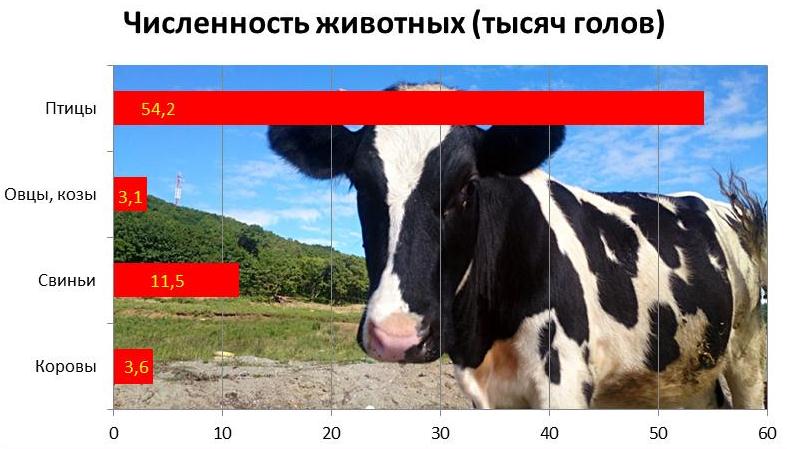 Поголовье животных