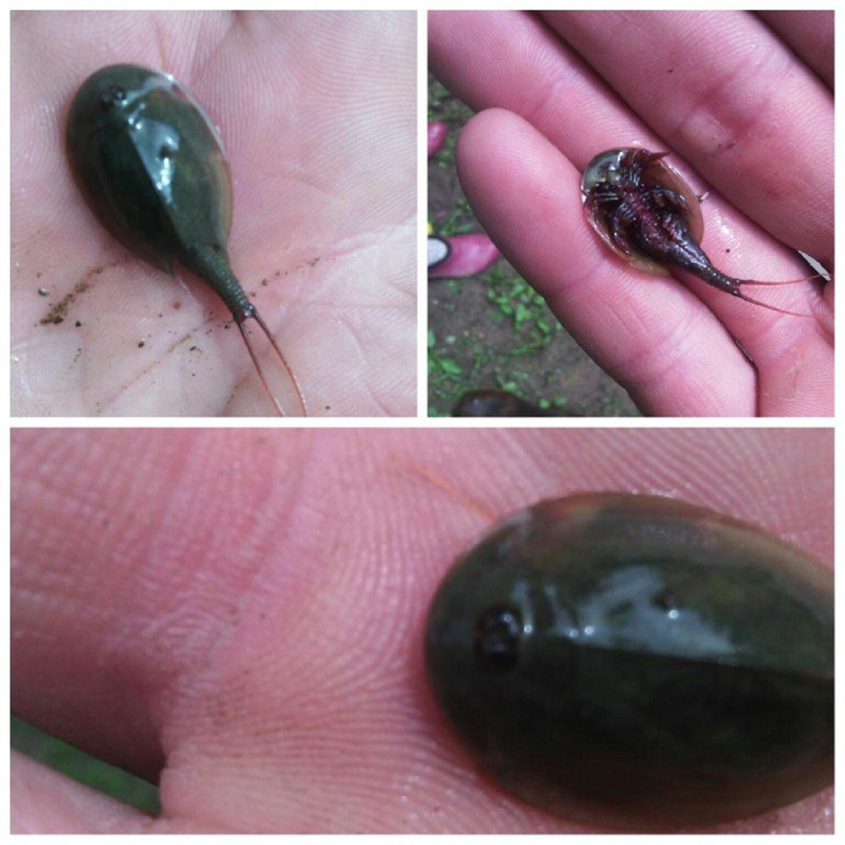 Жуткую &quotинопланетную&quot тварь обнаружила в луже жительница Биробиджана скриншот страницы соцсети