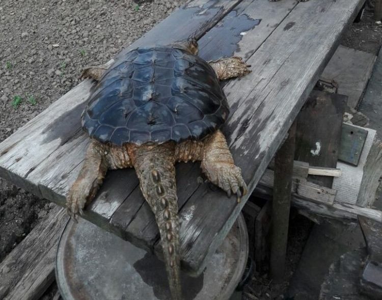 Каймановую черепаху обнаружили в иле жители с.Доброе Биробиджанер Штерн 