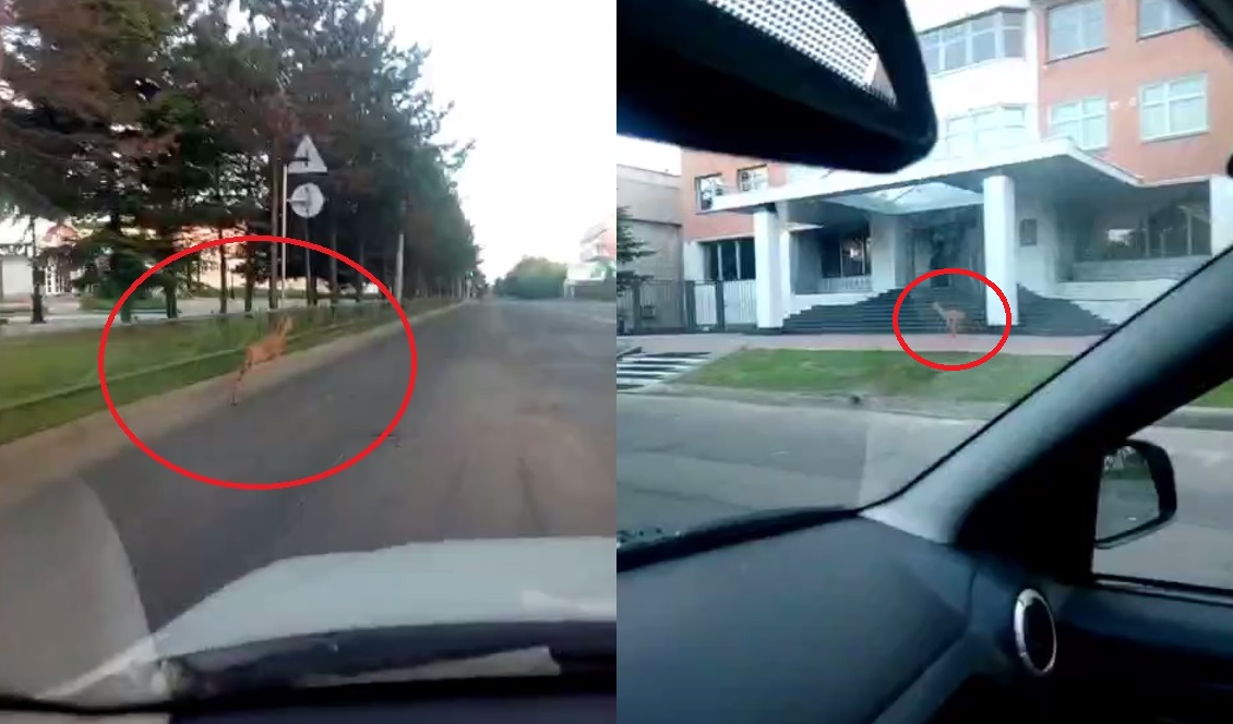 Полиция объявила в розыск автохулигана-таксиста, гнавшего косулю по дороге в Биробиджане Скриншот видео из соцсетей