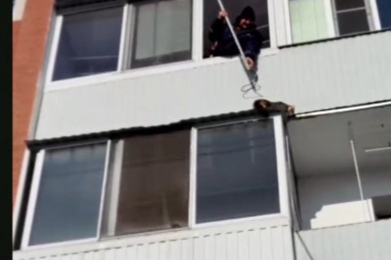 Кошка, охотясь на птиц, сорвалась и упала на козырек балкона биробиджанской многоэтажки 