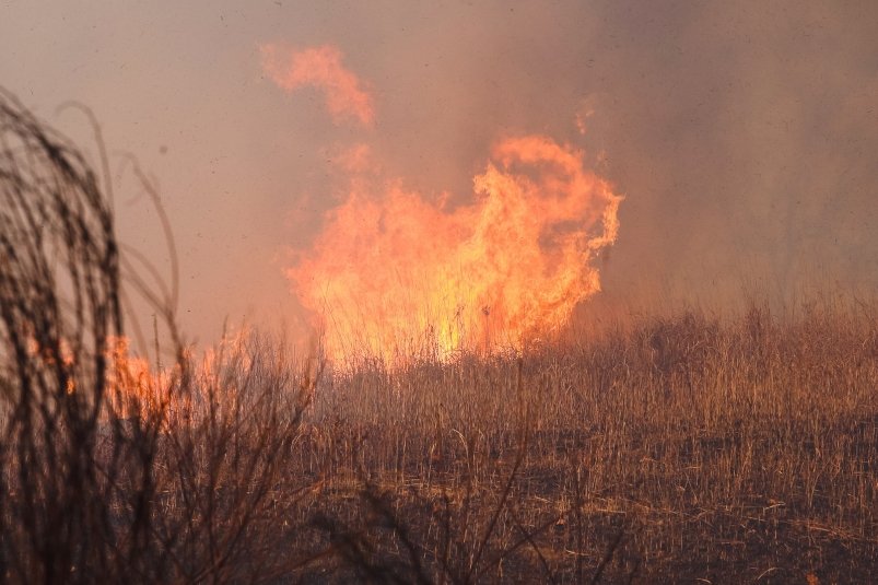 Первый в этом году лесной пожар зарегистрирован в Бирском лесничестве ЕАО 