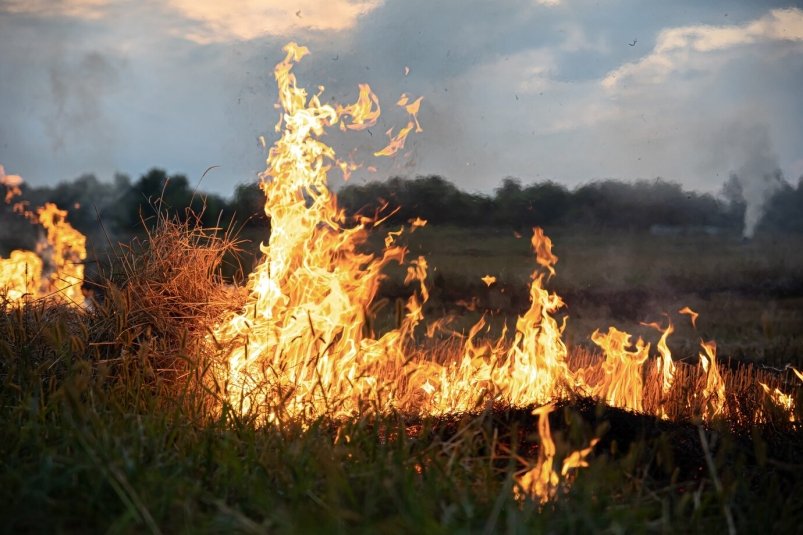 Площадь лесных пожаров в ЕАО почти в 3 раза превысила целевые показатели в прошлом году